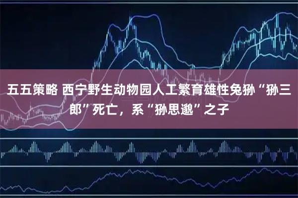 五五策略 西宁野生动物园人工繁育雄性兔狲“狲三郎”死亡，系“狲思邈”之子